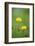 common dandelion, Taraxacum sect. Ruderalia, blossom, close-up-David & Micha Sheldon-Framed Photographic Print