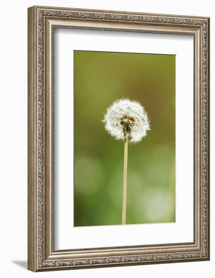 common dandelion, Taraxacum sect. Ruderalia, blossom, faded, close-up-David & Micha Sheldon-Framed Photographic Print