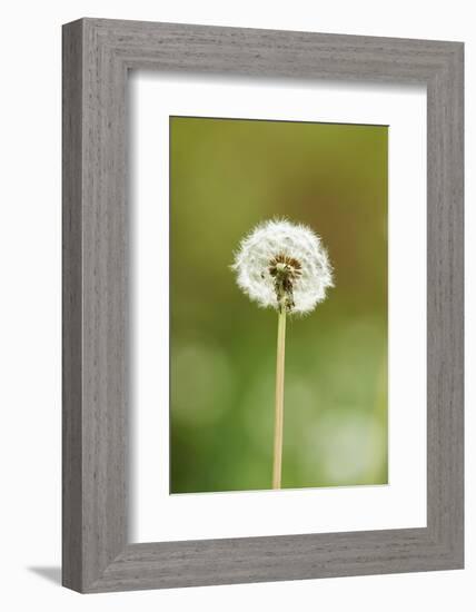 common dandelion, Taraxacum sect. Ruderalia, blossom, faded, close-up-David & Micha Sheldon-Framed Photographic Print