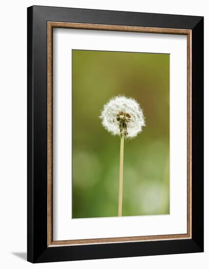 common dandelion, Taraxacum sect. Ruderalia, blossom, faded, close-up-David & Micha Sheldon-Framed Photographic Print