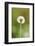 common dandelion, Taraxacum sect. Ruderalia, blossom, faded, close-up-David & Micha Sheldon-Framed Photographic Print