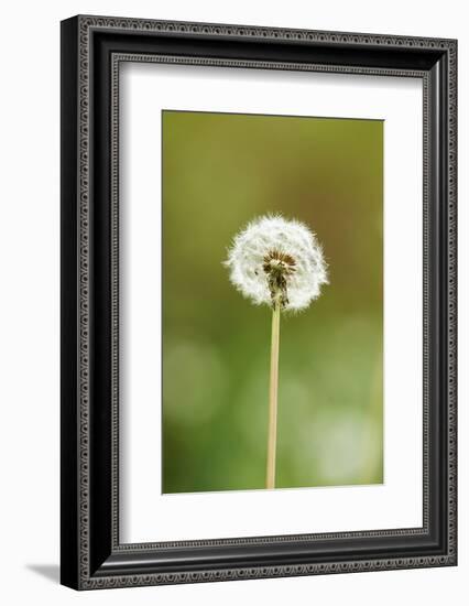 common dandelion, Taraxacum sect. Ruderalia, blossom, faded, close-up-David & Micha Sheldon-Framed Photographic Print