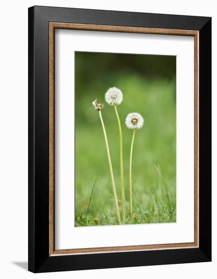 common dandelion, Taraxacum sect. Ruderalia, blossom, faded, close-up-David & Micha Sheldon-Framed Photographic Print