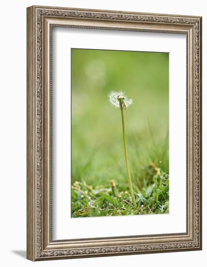 common dandelion, Taraxacum sect. Ruderalia, blossom, faded, close-up-David & Micha Sheldon-Framed Photographic Print