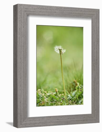 common dandelion, Taraxacum sect. Ruderalia, blossom, faded, close-up-David & Micha Sheldon-Framed Photographic Print