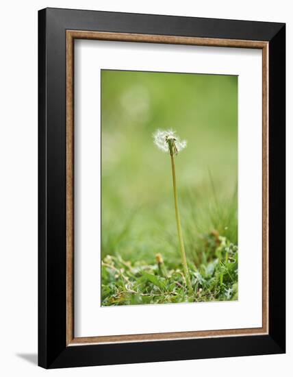 common dandelion, Taraxacum sect. Ruderalia, blossom, faded, close-up-David & Micha Sheldon-Framed Photographic Print