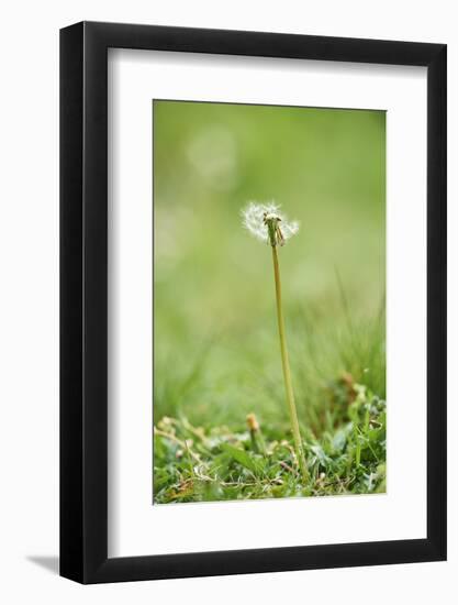 common dandelion, Taraxacum sect. Ruderalia, blossom, faded, close-up-David & Micha Sheldon-Framed Photographic Print