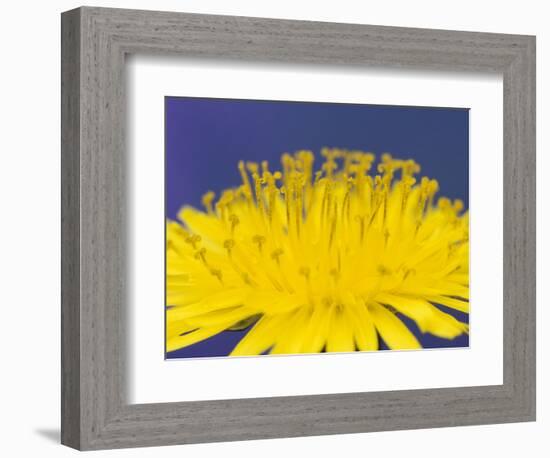 Common Dandelions in Great Smokey Mountains National Park, Tennessee, USA-Adam Jones-Framed Photographic Print