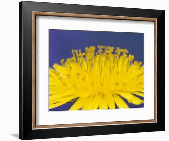 Common Dandelions in Great Smokey Mountains National Park, Tennessee, USA-Adam Jones-Framed Photographic Print