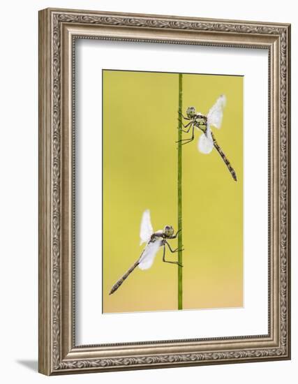 Common darter dragonflies, Dunsdon Nature Reserve, Devon-Ross Hoddinott-Framed Photographic Print