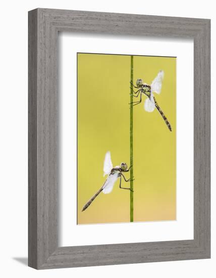 Common darter dragonflies, Dunsdon Nature Reserve, Devon-Ross Hoddinott-Framed Photographic Print