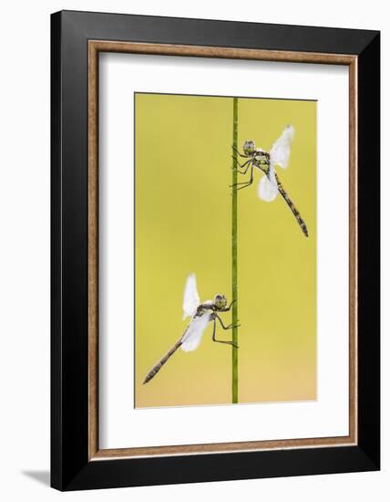 Common darter dragonflies, Dunsdon Nature Reserve, Devon-Ross Hoddinott-Framed Photographic Print