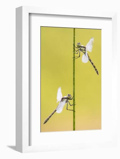 Common darter dragonflies, Dunsdon Nature Reserve, Devon-Ross Hoddinott-Framed Photographic Print