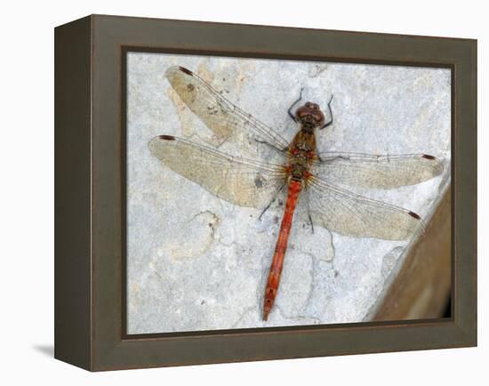 Common Darter Dragonfly Cornwall, UK-Ross Hoddinott-Framed Premier Image Canvas