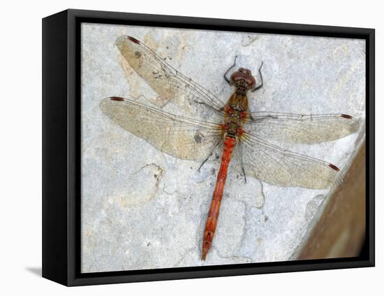 Common Darter Dragonfly Cornwall, UK-Ross Hoddinott-Framed Premier Image Canvas