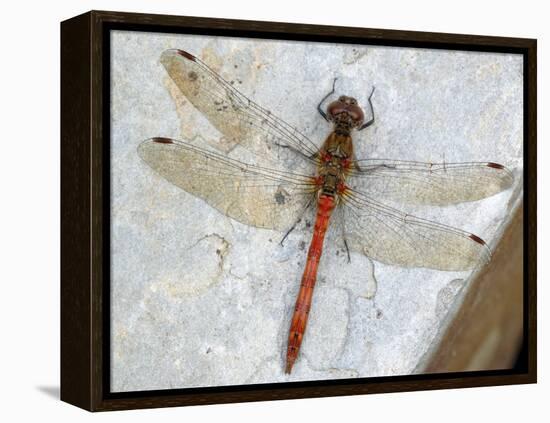 Common Darter Dragonfly Cornwall, UK-Ross Hoddinott-Framed Premier Image Canvas