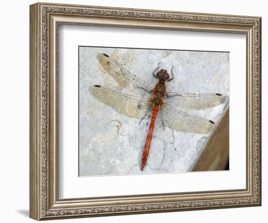 Common Darter Dragonfly Cornwall, UK-Ross Hoddinott-Framed Photographic Print