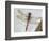 Common Darter Dragonfly Cornwall, UK-Ross Hoddinott-Framed Photographic Print