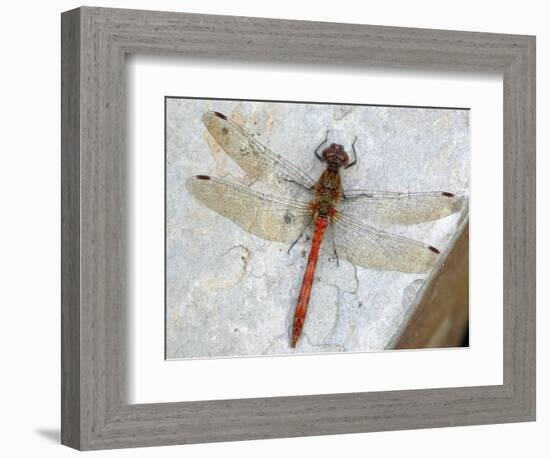 Common Darter Dragonfly Cornwall, UK-Ross Hoddinott-Framed Photographic Print