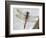 Common Darter Dragonfly Cornwall, UK-Ross Hoddinott-Framed Photographic Print