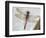 Common Darter Dragonfly Cornwall, UK-Ross Hoddinott-Framed Photographic Print