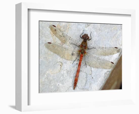 Common Darter Dragonfly Cornwall, UK-Ross Hoddinott-Framed Photographic Print