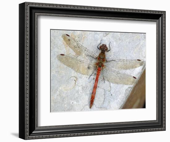 Common Darter Dragonfly Cornwall, UK-Ross Hoddinott-Framed Photographic Print