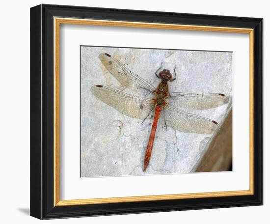 Common Darter Dragonfly Cornwall, UK-Ross Hoddinott-Framed Photographic Print