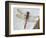 Common Darter Dragonfly Cornwall, UK-Ross Hoddinott-Framed Photographic Print