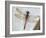Common Darter Dragonfly Cornwall, UK-Ross Hoddinott-Framed Photographic Print