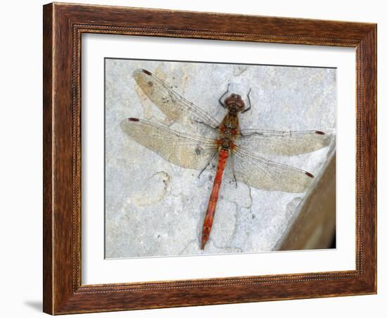 Common Darter Dragonfly Cornwall, UK-Ross Hoddinott-Framed Photographic Print