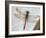 Common Darter Dragonfly Cornwall, UK-Ross Hoddinott-Framed Photographic Print