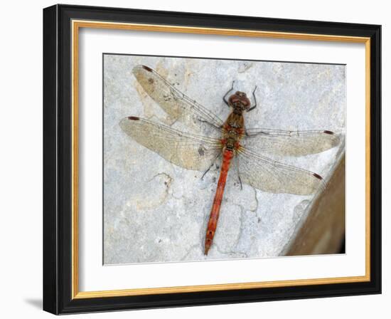 Common Darter Dragonfly Cornwall, UK-Ross Hoddinott-Framed Photographic Print