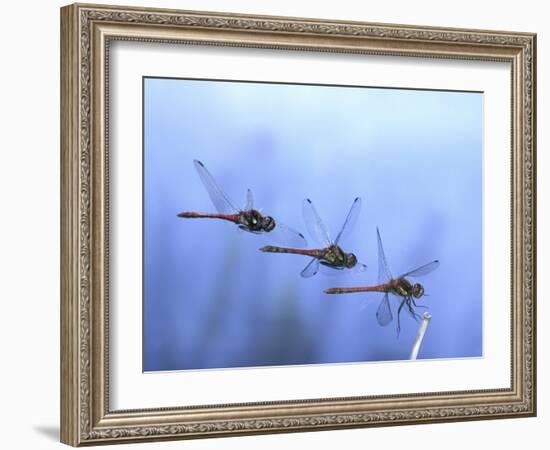 Common Darter Dragonfly Male Landing on Flower, UK-Kim Taylor-Framed Photographic Print