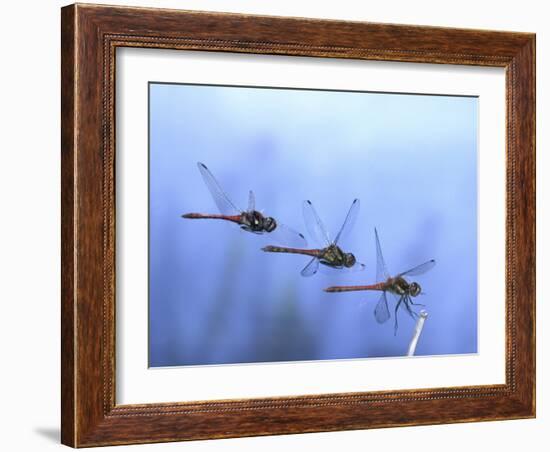 Common Darter Dragonfly Male Landing on Flower, UK-Kim Taylor-Framed Photographic Print