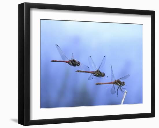 Common Darter Dragonfly Male Landing on Flower, UK-Kim Taylor-Framed Photographic Print