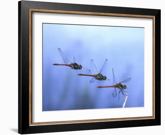 Common Darter Dragonfly Male Landing on Flower, UK-Kim Taylor-Framed Photographic Print