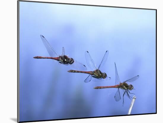 Common Darter Dragonfly Male Landing on Flower, UK-Kim Taylor-Mounted Photographic Print