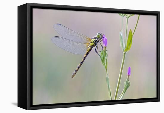 Common Darter Dragonfly Resting on Common Centaury-null-Framed Premier Image Canvas