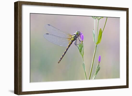 Common Darter Dragonfly Resting on Common Centaury-null-Framed Photographic Print