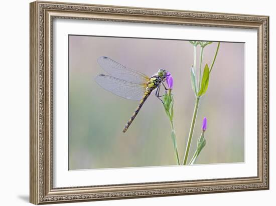 Common Darter Dragonfly Resting on Common Centaury-null-Framed Photographic Print