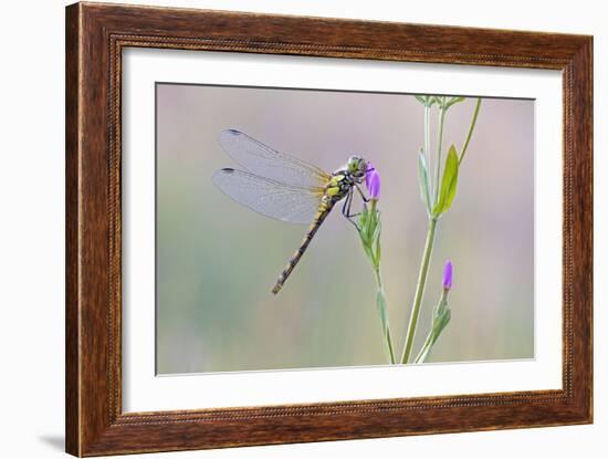 Common Darter Dragonfly Resting on Common Centaury-null-Framed Photographic Print