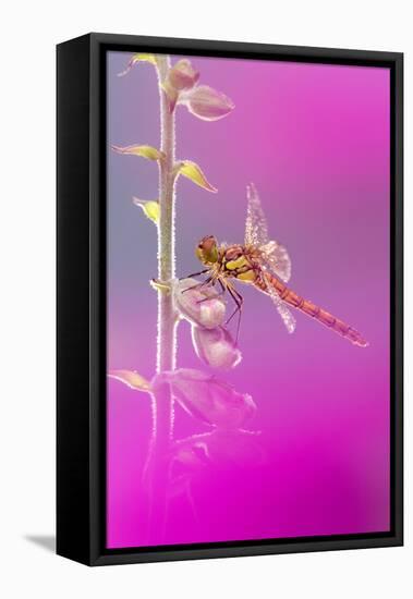 Common darter dragonfly resting on Foxglove with dew-Ross Hoddinott-Framed Premier Image Canvas