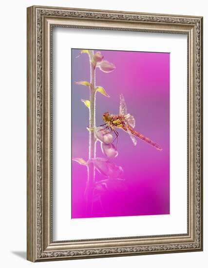 Common darter dragonfly resting on Foxglove with dew-Ross Hoddinott-Framed Photographic Print