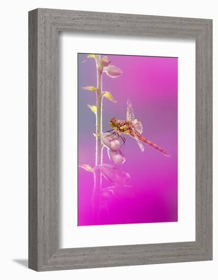 Common darter dragonfly resting on Foxglove with dew-Ross Hoddinott-Framed Photographic Print