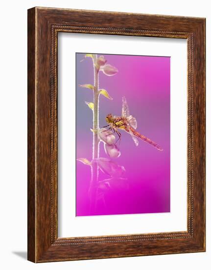 Common darter dragonfly resting on Foxglove with dew-Ross Hoddinott-Framed Photographic Print