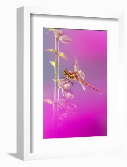 Common darter dragonfly resting on Foxglove with dew-Ross Hoddinott-Framed Photographic Print