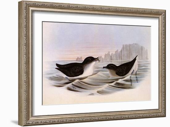 Common Diving Petrel, Pelecanoides Urinatrix-Henry Constantine Richter-Framed Giclee Print