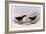 Common Diving Petrel, Pelecanoides Urinatrix-Henry Constantine Richter-Framed Giclee Print