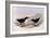 Common Diving Petrel, Pelecanoides Urinatrix-Henry Constantine Richter-Framed Giclee Print